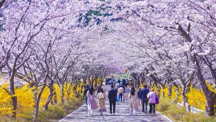 여수 승월마을 ‘봄 꽃 여행, 여수 봄 꽃으로 물들다’ 개최