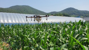 여수시, ‘친환경 옥수수’ 계약 재배지 드론 방제 지원